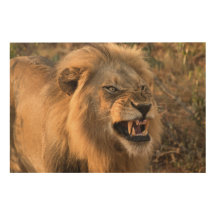 Snarling Male Lion in naturbelassenem Foto