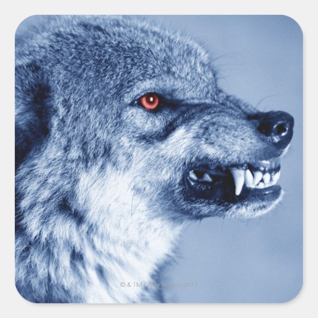 Snarling wolf (Canis Lupus), Profil (Digital) Quadratischer Aufkleber (Vorderseite)
