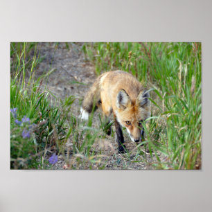 Sneaky Red Fox Poster