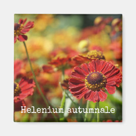 Sneezeweed Botanical Magnet