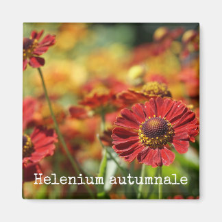 Sneezeweed Botanical Magnet