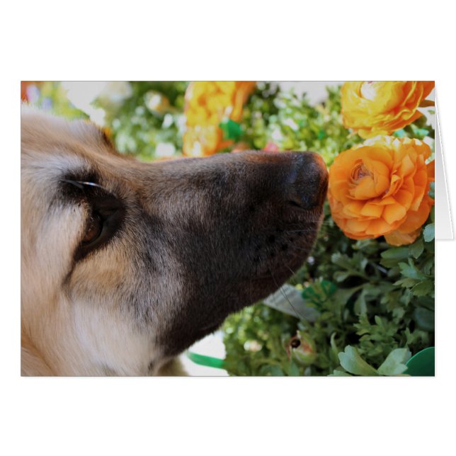 Sniff (Vorderseite (Horizontal))