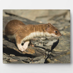 Sniffing Weasel Fotoplatte