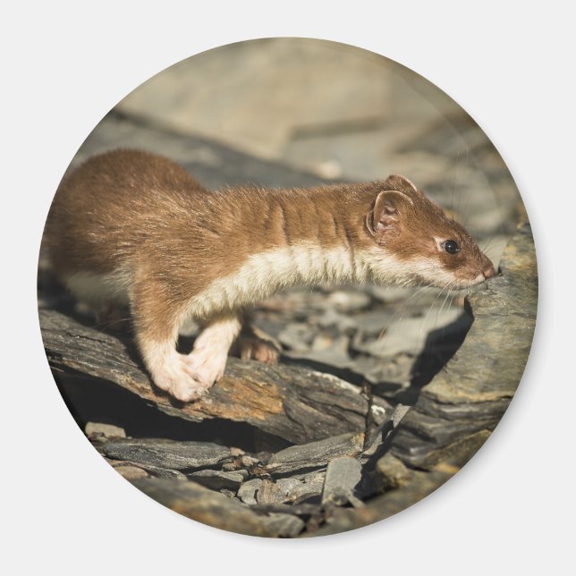 Sniffing Weasel Magnet (Vorne)