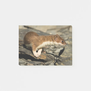 Sniffing Weasel Post-it Klebezettel
