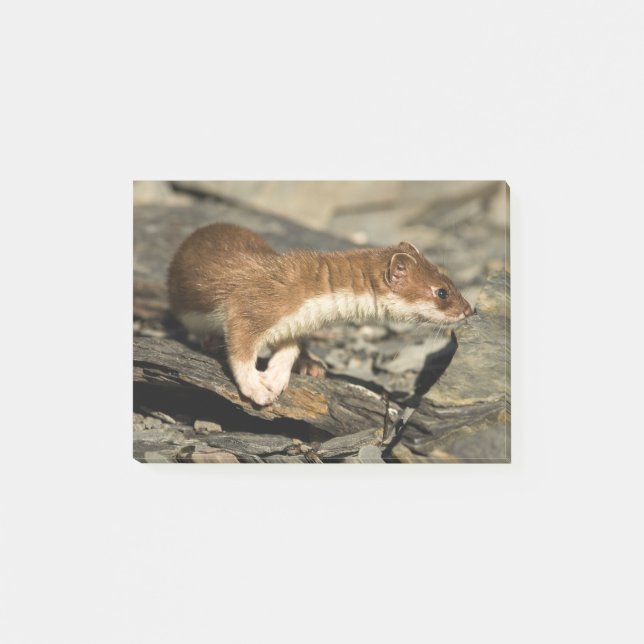 Sniffing Weasel Post-it Klebezettel (Vorderseite)