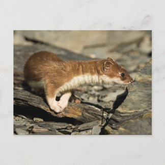 Sniffing Weasel Postkarte