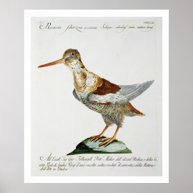 Snipe, c.1767-76 (handfarbene Gravur) Poster (Vorne)
