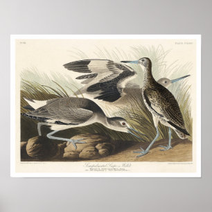 Snipe oder Willet von Audubon Poster