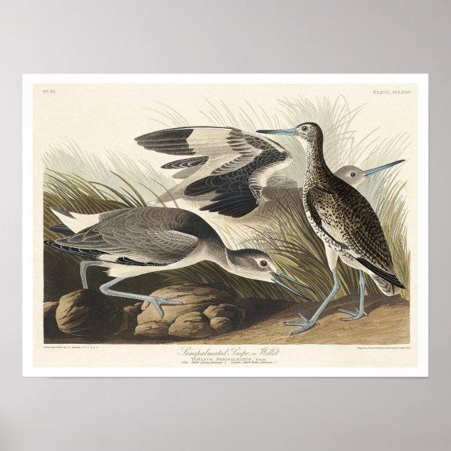 Snipe oder Willet von Audubon Poster (Vorne)