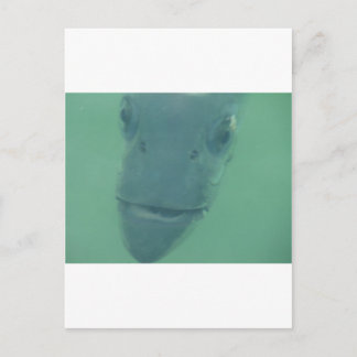 Snook Postkarte