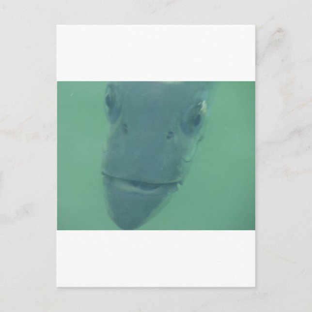 Snook Postkarte (Vorderseite)