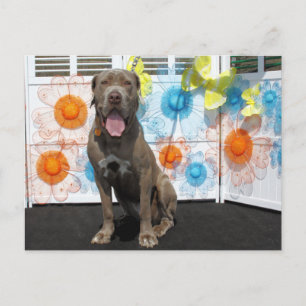 Snoop - Neopolitan Mastiff -3 Postkarte