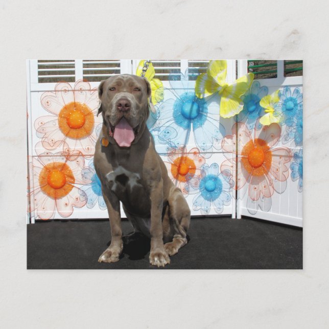 Snoop - Neopolitan Mastiff -3 Postkarte (Vorderseite)