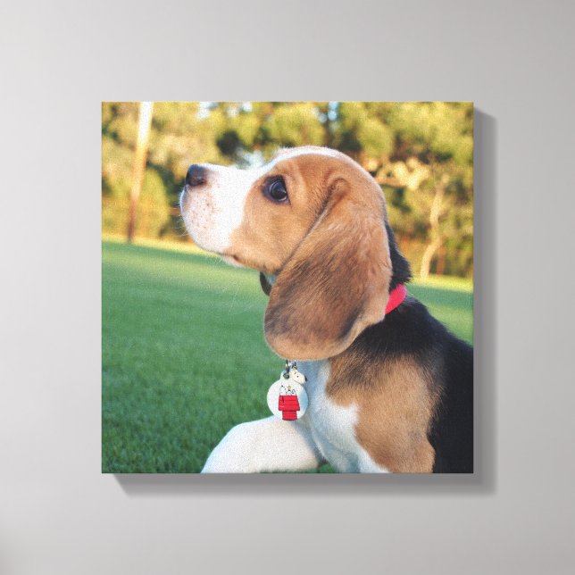 Snoopy Beagle Leinwand (Vorderseite)
