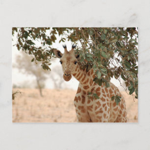 Snoopy Giraffe Postkarte