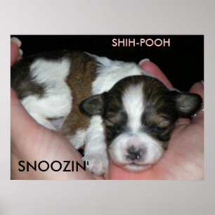 SNOOZIN', 2 WOCHEN SCHIH-POO, S... POSTER