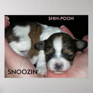 SNOOZIN', 2 WOCHEN SCHIH-POO, S... POSTER