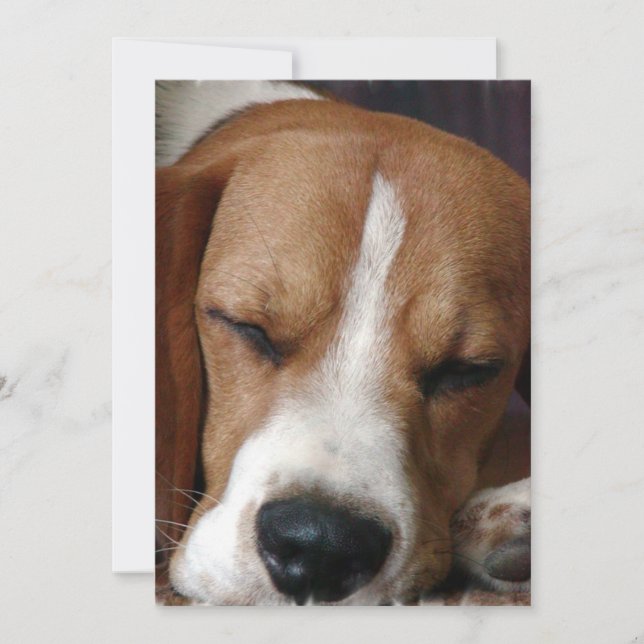 Snoozing Beagle-Einladung Einladung (Vorderseite)
