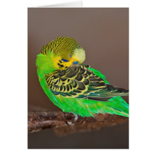 Snoozing Budgie Karte