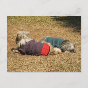 Snoozing in Nong Khai Postkarte