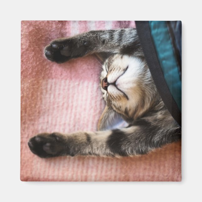 Snoozing Kitten Magnet (Vorne)