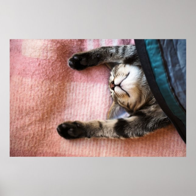 Snoozing Kitten Poster (Vorne)
