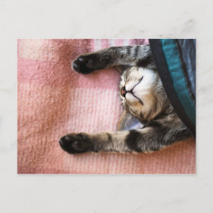 Snoozing Kitten Postkarte
