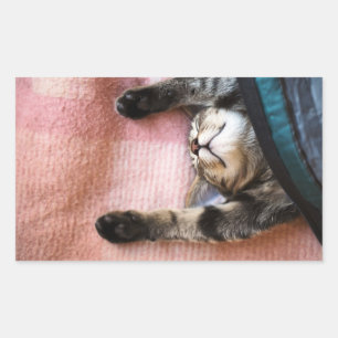 Snoozing Kitten Rechteckiger Aufkleber