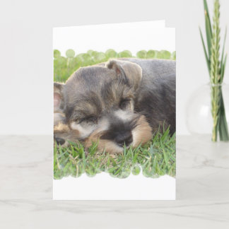 Snoozing Schnauzer-Gruß-Karte Karte
