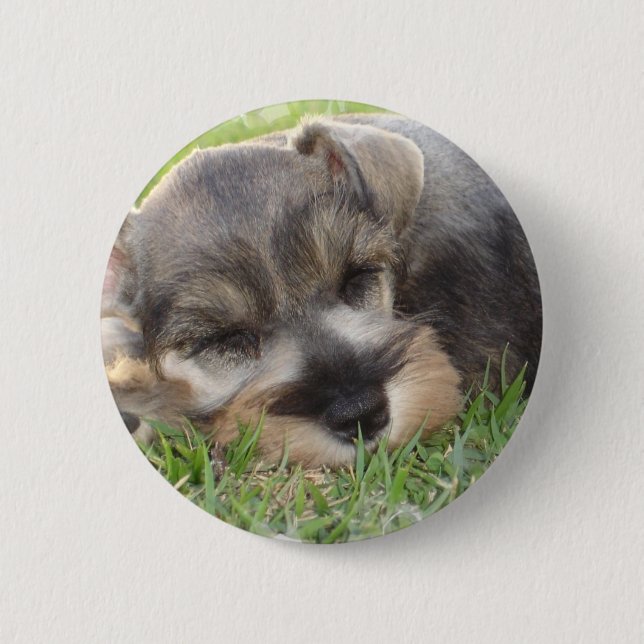 Snoozing Schnauzer-Knopf Button (Vorderseite)