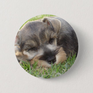 Snoozing Schnauzer-Knopf Button