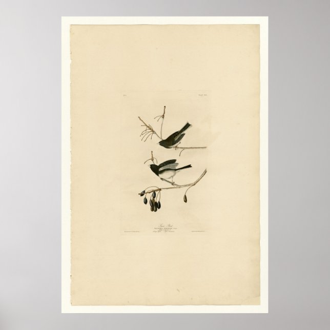 Snow Bird Poster (Vorne)