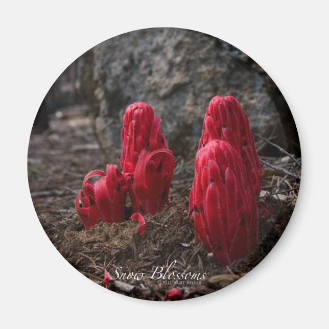 Snow Blossoms Magnet (Vorne)