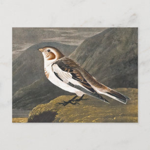 Snow Bunting by John James Audubon, Vintag Bird Postkarte