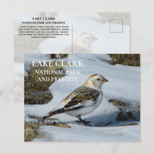 Snow Bunting in Snow, Lake Clark National Park Pos Postkarte