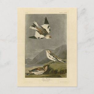 Snow Bunting John James Audubons Vögel in Amerika Postkarte