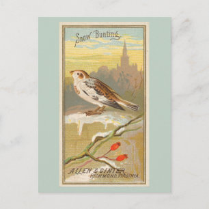 Snow Bunting Postkarte