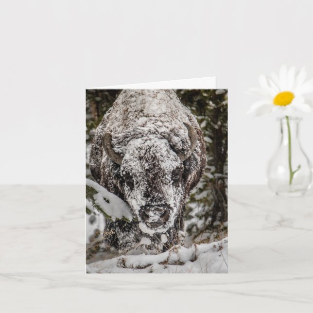Snow Covered Bison Grand Teton Card Karte (Kleine Pflanze)