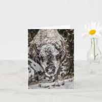 Snow Covered Bison Grand Teton Card