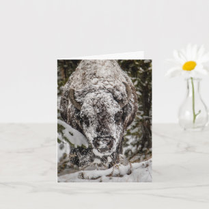 Snow Covered Bison Grand Teton Card Karte