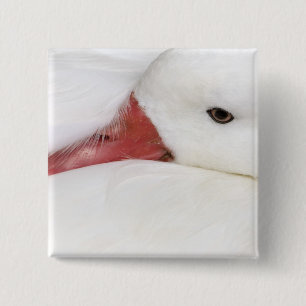 Snow Goose Chen caerulescens Button