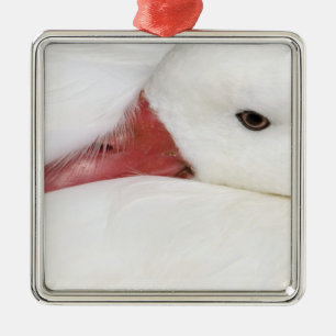 Snow Goose Chen caerulescens Ornament Aus Metall