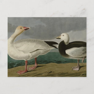 Snow Goose Postkarte