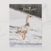 Snow Goose Strut Vielen Dank Postcard