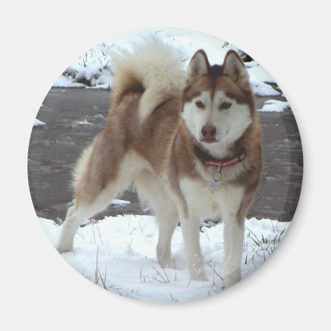 Snow Husky Magnet (Vorne)