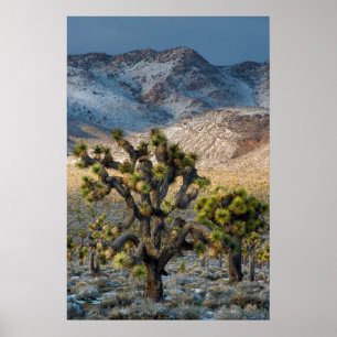 Snow In Death Valley Poster