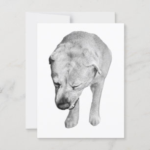 Snow-Kissed Hello aus einem schattigen Labrador Postkarte