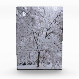 Snow-Laden Bäume Fotoblock