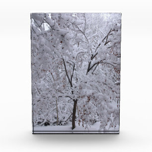 Snow-Laden Bäume Fotoblock
